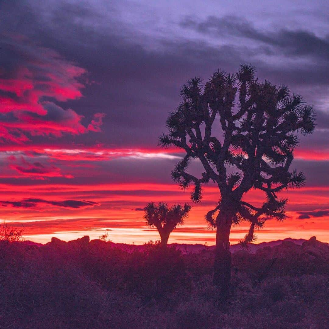 アメリカ内務省さんのインスタグラム写真 - (アメリカ内務省Instagram)「In the silent desert, an electric #sunrise silhouettes a joshua tree, the namesake plant of #JoshuaTree National Park in #California. These twisted, spiky plants can take on many forms, appearing like short bushes or tall and spindly like trees. Legend has it that Mormon pioneers named the tree after the biblical figure, Joshua, seeing the limbs of the tree as arms outstretched in supplication, guiding the travelers westward. Photo @JoshuaTreeNPS by Shay Spatz, #NationalPark Service. #travel #FindYourPark #usinterior」5月26日 23時35分 - usinterior