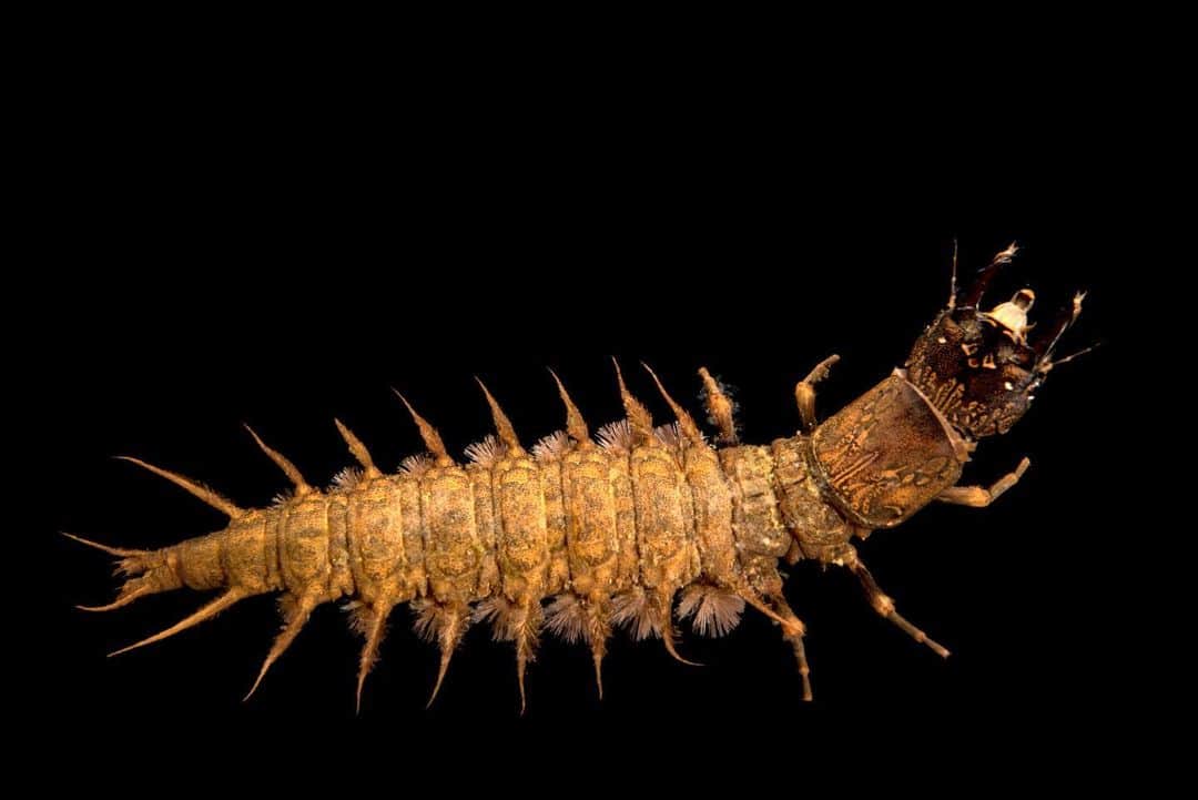 Joel Sartoreさんのインスタグラム写真 - (Joel SartoreInstagram)「The alien-like creature before you is the larvae of a dobsonfly @conservation.fisheries. The dobsonfly’s journey begins when the adult females lays her eggs in a fast-moving stream or river. After emerging from the eggs, larvae will hide under rocks and in crevices until they morph into their final adult form. In their aquatic phase though, they are fierce predators of other aquatic organisms and have small, sharp pincers capable of piercing human skin. Despite their frightening looks and size, these insects are not a danger to people and will only bite when handled roughly – a good reminder to admire wild animals from afar! #dobsonfly #larvae #fierce #insect #photoark #savetogether」5月26日 23時46分 - joelsartore