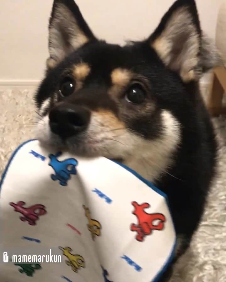 まめ丸のインスタグラム：「* * 【⚠️音がでるよ⚠️】 ドロボーしたけど、 ちゃんともってきてかえしたよ🐶💓 #あたらしい首輪 -------------------------------- ぼくの食器のヌルヌル問題が一瞬で解決したの❣️ブログにかいたよ🐶📖 ストーリーかプロフィールからみてね🍀 * Here you go🐶💓 -------------------------------- I updated my blog🐶💓 The URL is in my profile. Please visit it if you have time❣️ * #エアーお手してポイっ #ぼくえらいからおやつちょうだい #だからドロボーはやめられない * #柴犬#豆柴#柴#黒柴#犬#しばいぬ#shiba#shibainu#shibastagram#shibadog#puppy#instadog#dogstagram#dog#instashiba#blackshiba#petstagram#pet#cutepetclub#강아지#멍스타그램#boopthesnoot#doglover#ilovemydog#weeklyfluff」
