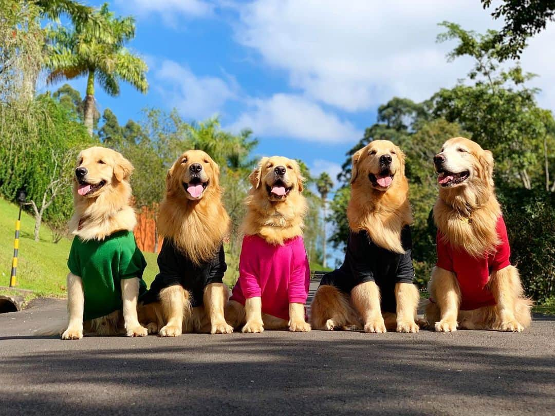 Bobさんのインスタグラム写真 - (BobInstagram)「Bagunça garantida no final de semana!! @hotelvillarossa #pets #dogfriendly #loftdogfriendly #saoroque #saopaulo #hotel #hotels #villarossa #photooftheday #petsofinstagram #instagrammers #instagram #vejasp #dogs #dogstyle #dogsofinstagram #goldenretriever #goldenretrievers #goldenretrieversofinstagram #retrieveroftheday #gudfriends #teamBM」5月27日 0時09分 - bob_marley_goldenretriever