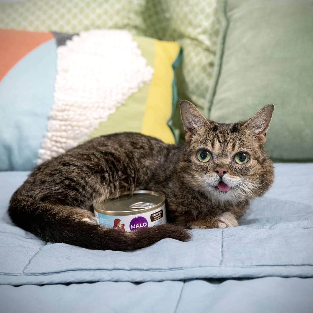 Lil BUBさんのインスタグラム写真 - (Lil BUBInstagram)「BUB likes her Halo food so much she cuddles with it. That's because they are one of the most charitable pet food companies out there, donating almost 10 times the national average. #goodjobhalo #goodjobbub」5月27日 0時24分 - iamlilbub