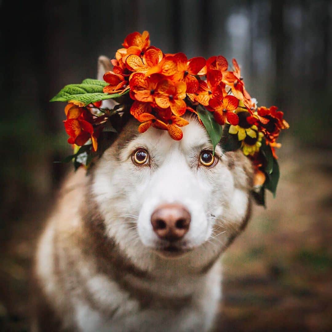 DogsOf Instagramのインスタグラム：「“Here’s Atlas doing his best impression of Carrot Top.” writes @expedition.pack  #dogsofinstagram」
