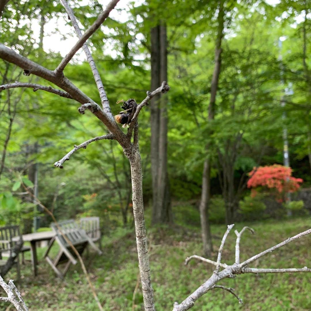 橋本志穂さんのインスタグラム写真 - (橋本志穂Instagram)「ハチが！ 百舌のはやにえ？ 枝に刺さってミイラ化してるの。 庭の手入れをしていて見つけました。グロいけど、、 すごーい！」5月27日 0時36分 - shihohashimoto3