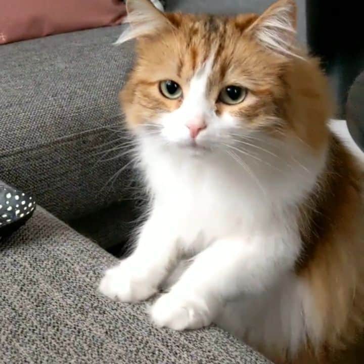 Nila & Miloのインスタグラム