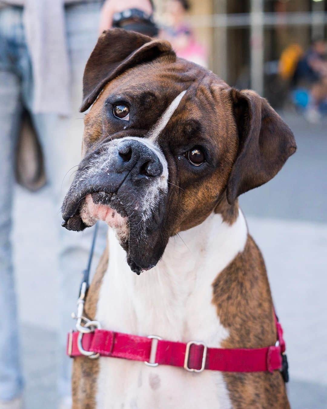 The Dogistさんのインスタグラム写真 - (The DogistInstagram)「Beau, Boxer (4 y/o), Union Square, New York, NY • “His life revolves around tennis balls and attention. He becomes a psychopath when chasing a ball. My biggest task in being his dad is getting tennis balls out from under the couch.” @beauofbrooklyn」5月27日 1時15分 - thedogist