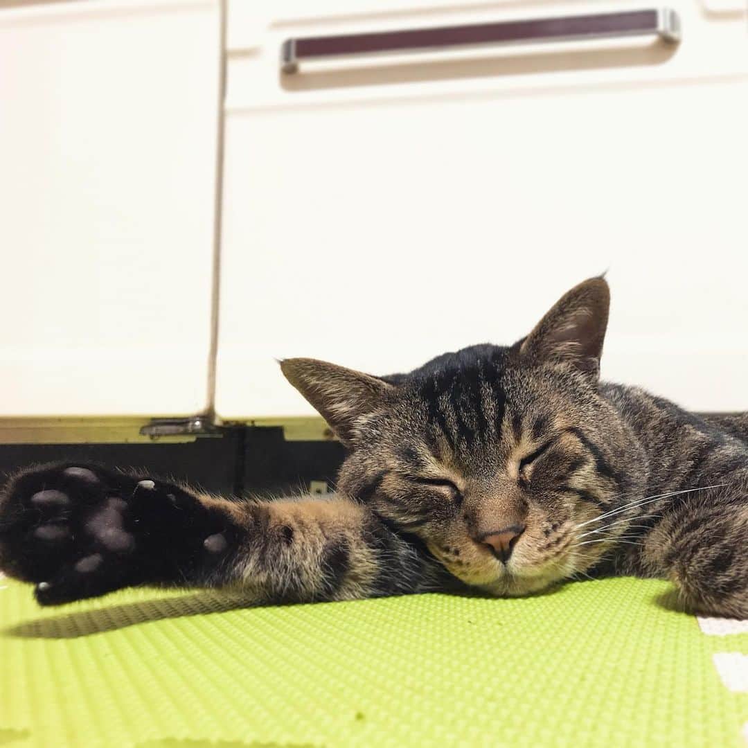 Musashiさんのインスタグラム写真 - (MusashiInstagram)「夜ムサシ。今夜はスリッパなしの腕枕。おやすみなさい。Good night. #musashi #mck #cat #キジトラ #ムサシさん #ねこすたぐらむ #musashi_the_cat」5月27日 1時15分 - _daisy