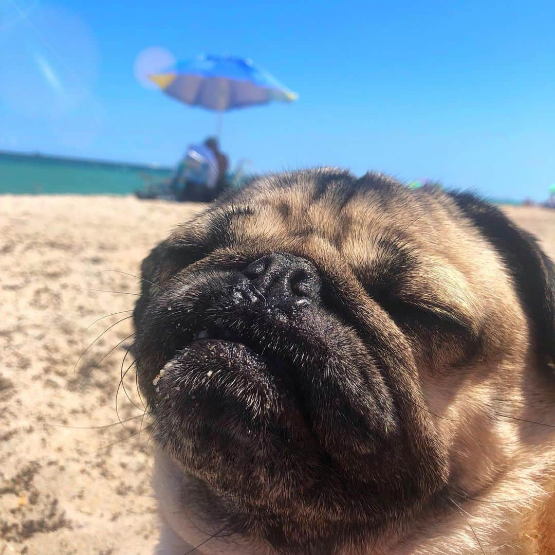 itsdougthepugさんのインスタグラム写真 - (itsdougthepugInstagram)「“‪Summertime and the puggin’s easy‬” -Doug」5月27日 1時19分 - itsdougthepug