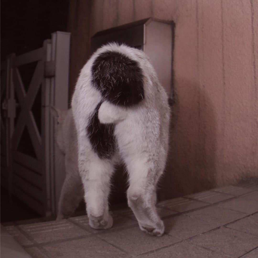Kachimo Yoshimatsuさんのインスタグラム写真 - (Kachimo YoshimatsuInstagram)「ナナクロの魅惑のおけつ。 Nanakuro's buttocks #uchinonekora #nanakuro #neko #cat #catstagram #kachimo #猫 #ねこ #うちの猫ら http://kachimo.exblog.jp」5月27日 1時35分 - kachimo
