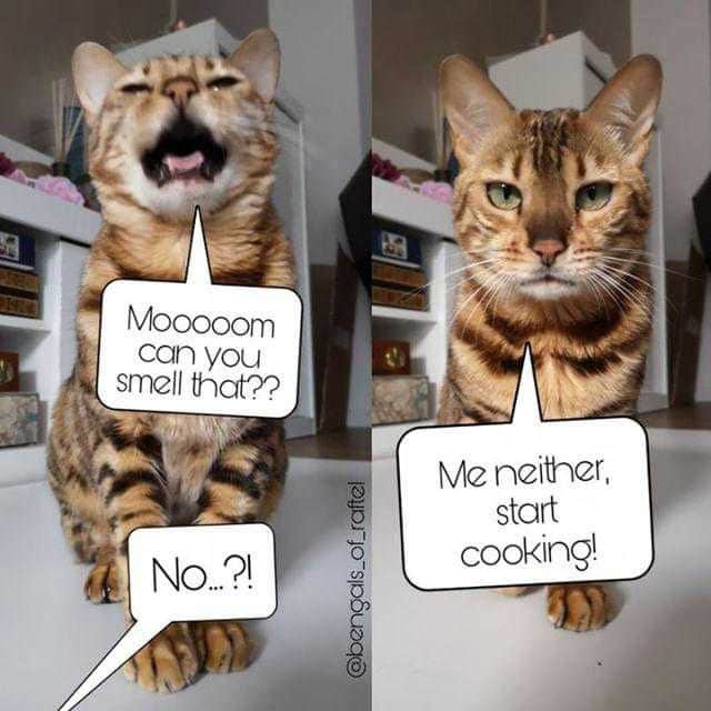 Aww Clubさんのインスタグラム写真 - (Aww ClubInstagram)「Cook now or I will cook you, peasant 😾⠀ ⠀ 📷@bengals_of_raftel⠀ ⠀ #meowed #bengal #🇩🇪」5月27日 2時00分 - meowed