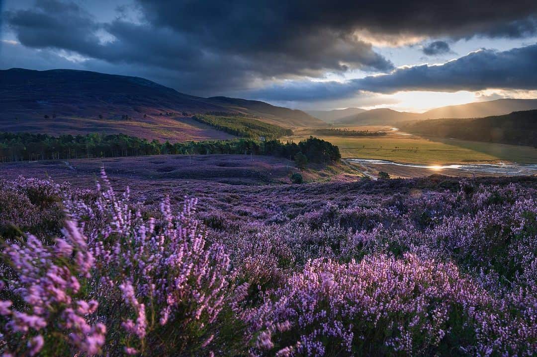 National Geographic Creativeさんのインスタグラム写真 - (National Geographic CreativeInstagram)「Photo by @jimrichardsonng | Heather flowers cover the rolling hills near Cairngorms National Park, Scotland. The trademark of Scotland is heather, a perennial that blooms in shades of white, pink, and purple. #Scotland #Summer #Flowers」5月27日 2時00分 - natgeointhefield