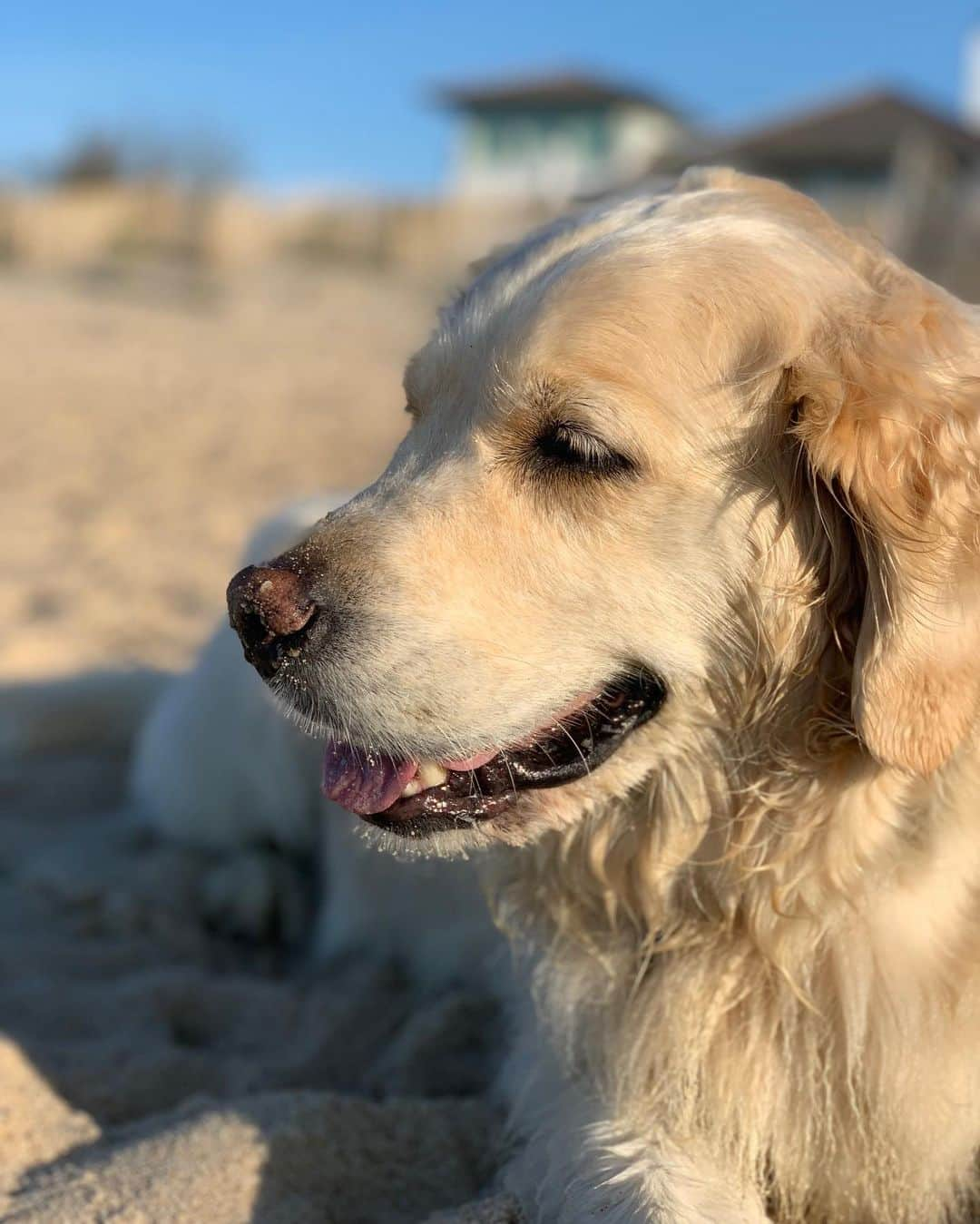 ジミー・ファロンさんのインスタグラム写真 - (ジミー・ファロンInstagram)「Gary told me this was her good side.  #dogsofinstagram #goldenretriever #goldensofinstagram」5月27日 2時34分 - jimmyfallon