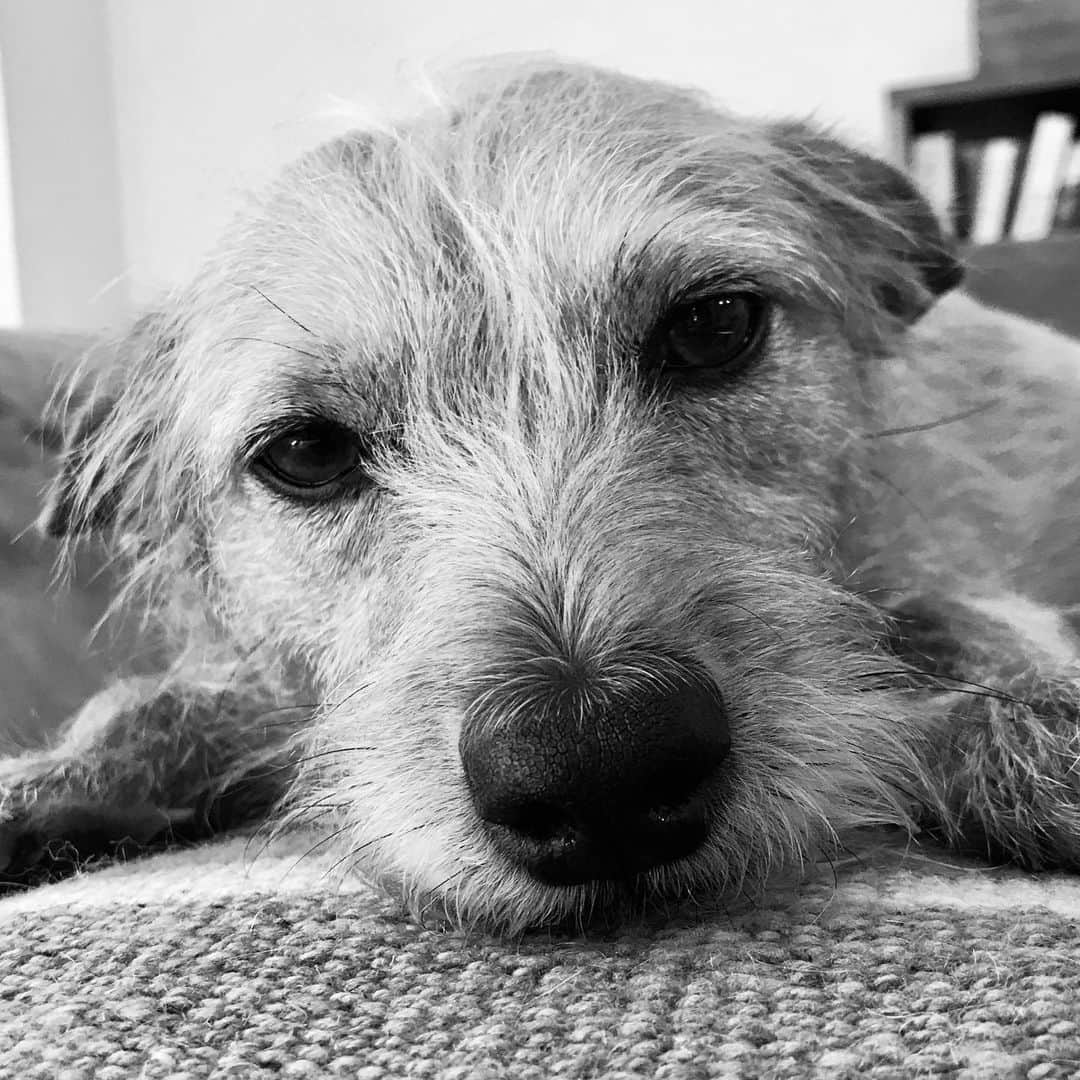 レイシャ・ヘイリーさんのインスタグラム写真 - (レイシャ・ヘイリーInstagram)「My dog has nose bangs」5月27日 12時12分 - leishahailey