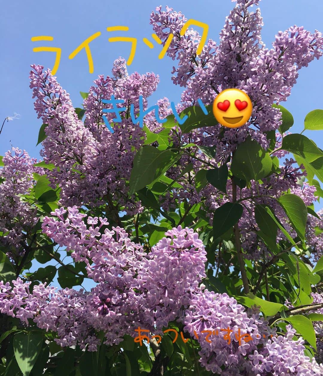 高橋春花のインスタグラム：「北海道、今日も暑いです… 負けないように 今週も頑張りましょう^ - ^ #ライラック #暑い#札幌 #高橋春花#HTB」