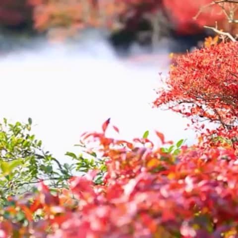 やきとり 有機野菜 ながしろのグルメインスタ