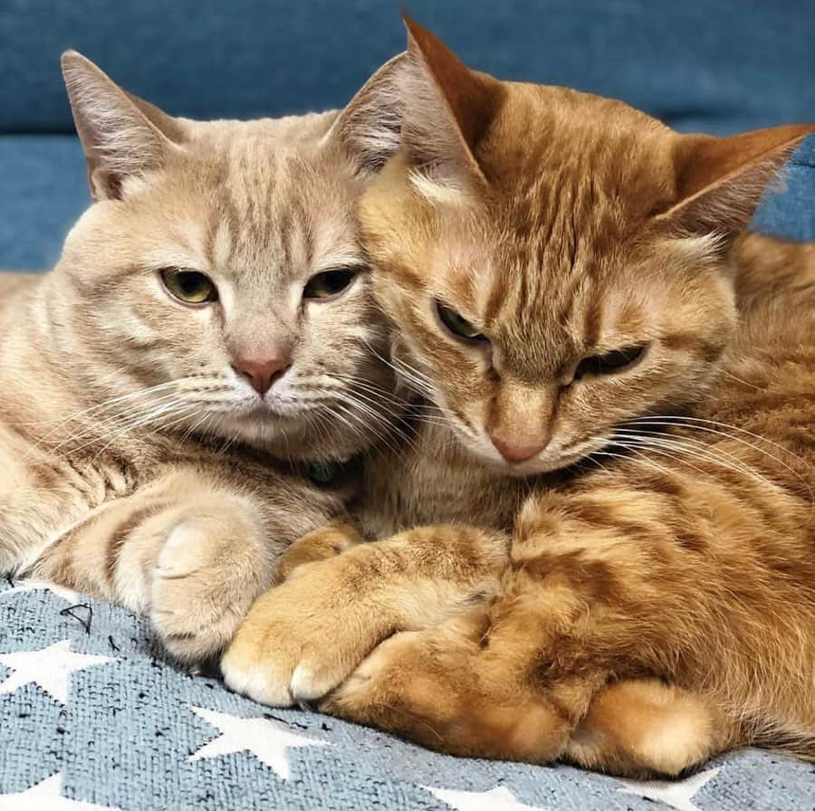 MiawMiawさんのインスタグラム写真 - (MiawMiawInstagram)「こんにちは😊♪⁣ ミャウミャウ公式アカウントです🐈⁣ ⁣ 現在開催中の【MiawMiaw令和最初のフォトコンテスト】の応募の中から⁣ miawmiaw専用ハッシュタグを付けていただいた方のフォトをご紹介いたします！⁣ ⁣ ━･･━･･━･･━･･━･･━･･━⁣⁣ photo：@nyan1_nyan2 さん⁣⁣ ━･･━･･━･･━･･━･･━･･━⁣⁣ ⁣ いつもケンカが絶えない二匹だけど、、、⁣ "ぴとっ"とくっついて今日は仲直り😻💓⁣ ⁣ ケンカするほど仲がいい証拠ですね✨⁣ ⁣ フォトコンテストへのご応募ありがとうございます💫⁣ ⁣ 令和最初のフォトコンテストはただ今開催中です！⁣ 嬉しい特典アリ♪ご応募お待ちしています。⁣ ⁣ フォトコンテストの詳細はプロフィール欄のURLをクリック⁣ → @miawmiaw_series⁣ ⁣ 現在開催中のフォトコン専用ハッシュタグはこちらの3つです！⁣ 【猫ちゃん×令和 フォト】⁣二枚目のスライド写真を是非ご利用ください！⁣ #令和miawmiaw⁣　を付けて投稿♪⁣ ⁣⁣ 【猫ちゃん×夏 フォト】⁣⁣ #夏猫miawmiaw2019　を付けて投稿♪⁣⁣ ⁣⁣ 【猫ちゃん×リラックス フォト】⁣⁣ #リラックスmiawmiaw2019夏⁣　を付けて投稿♪⁣ ⁣ 【ミャウミャウ専用ハッシュタグ】⁣ #リラックスmiawmiaw2019⁣ ⁣ #miawmiaw #miawmiaw平成最後のフォトコンテスト⁣ #ねこのいる生活 #ねこばか #ネコ好き⁣ #猫 #ねこ #ネコ #にゃんこ #cat #cats #猫部 #ネコ部 #ねこ部 #猫好きさんと繋がりたい #猫好き #ペット#pet #にゃんこ部 #にゃんすたぐらむ #ねこすたぐらむ」5月27日 12時22分 - miawmiaw_series