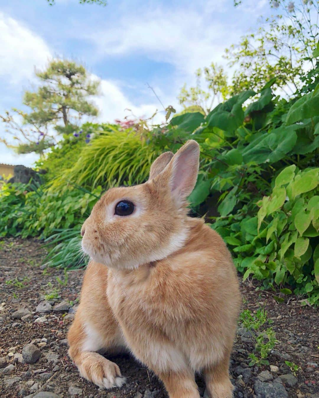 ラン?さんのインスタグラム写真 - (ラン?Instagram)「大きなモミジの木の下で～♪ ☆ 昨日の庭んぽの写真だよ！ この場所はちょうど大きなモミジの木の下で日陰になっていて、土もひんやりしてるんだぁ～(^-^) 今日も暑いから、熱中症に気をつけないとね(；´Д｀) ランはおうちで快適に過ごしてるょ( ^-^ ) ☆ #庭んぽ #うさんぽ  #うさぎ #ネザーランドドワーフ #rabbit #bunny #bunnystagram  #rabbitstagram  #cute  #かわいい #ふわもこ部  #もふもふ  #zip写真部  #アニマル写真部 #instagramjapan #netherlanddwarf #うさぎと暮らす  #うさぎのいる暮らし #癒し #kawaii #ランちゃん  2019.05.27」5月27日 12時39分 - mofumofuusako