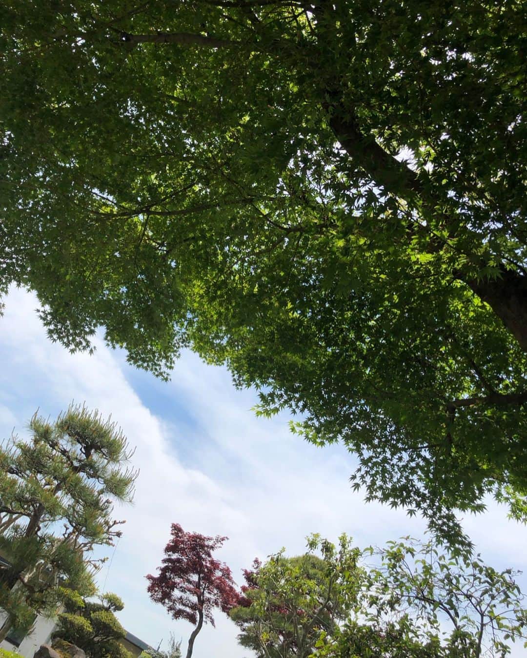 ラン?さんのインスタグラム写真 - (ラン?Instagram)「大きなモミジの木の下で～♪ ☆ 昨日の庭んぽの写真だよ！ この場所はちょうど大きなモミジの木の下で日陰になっていて、土もひんやりしてるんだぁ～(^-^) 今日も暑いから、熱中症に気をつけないとね(；´Д｀) ランはおうちで快適に過ごしてるょ( ^-^ ) ☆ #庭んぽ #うさんぽ  #うさぎ #ネザーランドドワーフ #rabbit #bunny #bunnystagram  #rabbitstagram  #cute  #かわいい #ふわもこ部  #もふもふ  #zip写真部  #アニマル写真部 #instagramjapan #netherlanddwarf #うさぎと暮らす  #うさぎのいる暮らし #癒し #kawaii #ランちゃん  2019.05.27」5月27日 12時39分 - mofumofuusako
