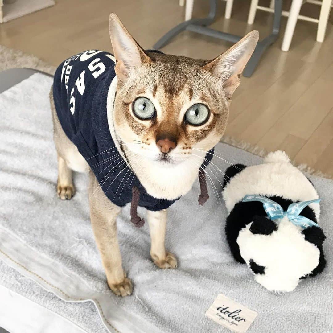 モルト♡Malt(Singapuracat)のインスタグラム：「人間の為にクーラーつけてモルトにはちょっと寒いから、夏用のパーカー😸👕ばぁばがくれたやつ今年もお気に入りでいっぱい着てるよ〜💙 * * コメント返せてないからオフにするね🐱🙏 * #catsofinstagram #cats_of_world #catstocker #cat_features #catloversclub #cutepetclub #bestmeow #bestcats_oftheworld #themeowlife #Excellent_Cats #picneko #シンガプーラ #猫 #ねこ#ねこ部 #ふわもこ部 #ペコねこ部 #みんねこ #猫のいる暮らし #猫とインテリア #猫服 #犬服 #dogwear」