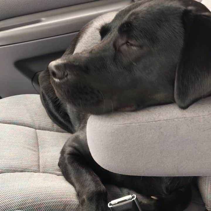 ストーン・コールド・スティーブ・オースチンのインスタグラム：「Riding the back roads of Nevada w Cali. #fordbronco  #doglife #blacklab #joenichols」