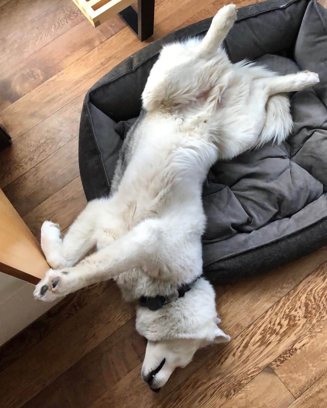 ケン・ブロックさんのインスタグラム写真 - (ケン・ブロックInstagram)「Once again, I think my dog is broken… How is it comfortable to sleep like this?? #BentleyChickenfingersBlock」5月27日 4時29分 - kblock43