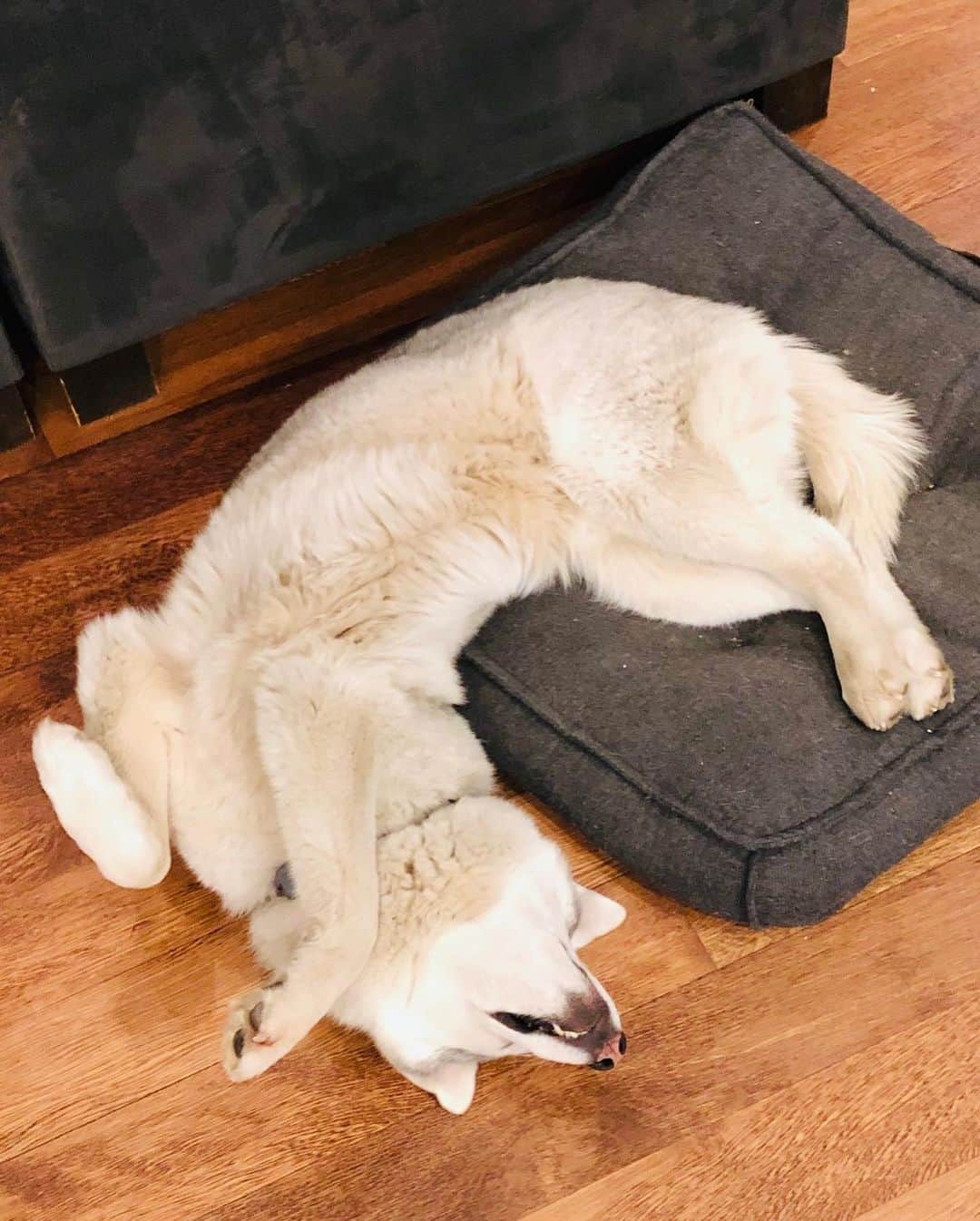 ケン・ブロックさんのインスタグラム写真 - (ケン・ブロックInstagram)「Once again, I think my dog is broken… How is it comfortable to sleep like this?? #BentleyChickenfingersBlock」5月27日 4時29分 - kblock43
