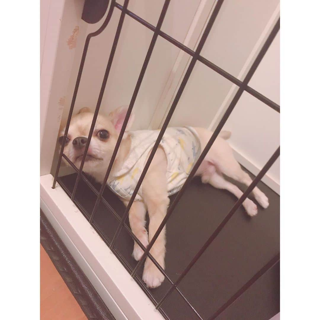 有明ゆなさんのインスタグラム写真 - (有明ゆなInstagram)「おはよう☀ . . . . #愛犬 #ちわわ #ちわわちゃん #ちわすたぐらむ #チワワ #チワワちゃん #チワワ画像 #ちわわ多頭飼い #ちわわせ #犬 #いぬ #いぬすたぐらむ #可愛い #かわいい #gm #goodmorning」5月27日 5時40分 - ariake_yuna