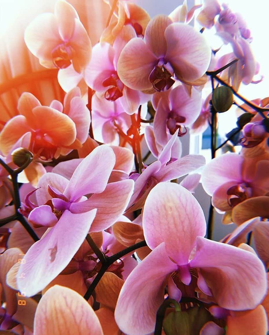 のインスタグラム：「PRINTSPIRATION 🌸 RG @poppydelevingne #cocoribbon #orchids #colourcrush 🌼 🌻 🌸 #bohemeluxe #florals #silk #timeless #prints #flowerpower #orchids #fashion #boutique #blouse #dress #shop #love #instastyle #london #sydney #ruffles #florals #poppydelevigne #poppy #colour #welltravelled #chic #fave #limitededition」