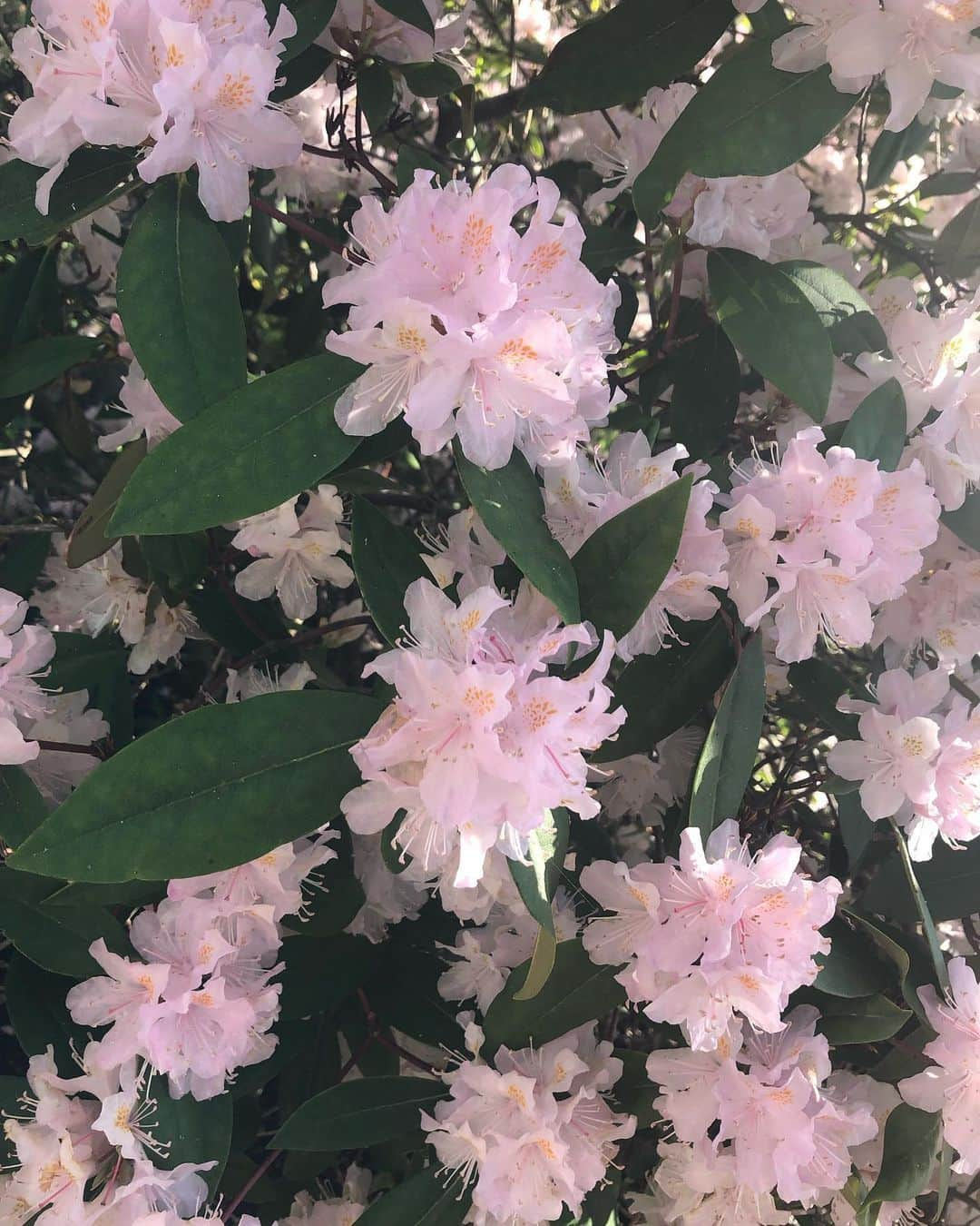 アリー・レイズマンさんのインスタグラム写真 - (アリー・レイズマンInstagram)「If you believe in magic you will find it 💕Taking a moment to thank nature for its beauty. My heart fills with love when I stop and appreciate the flowers ❤️Anyone else feel it? It’s magical 🤗」5月27日 6時11分 - alyraisman