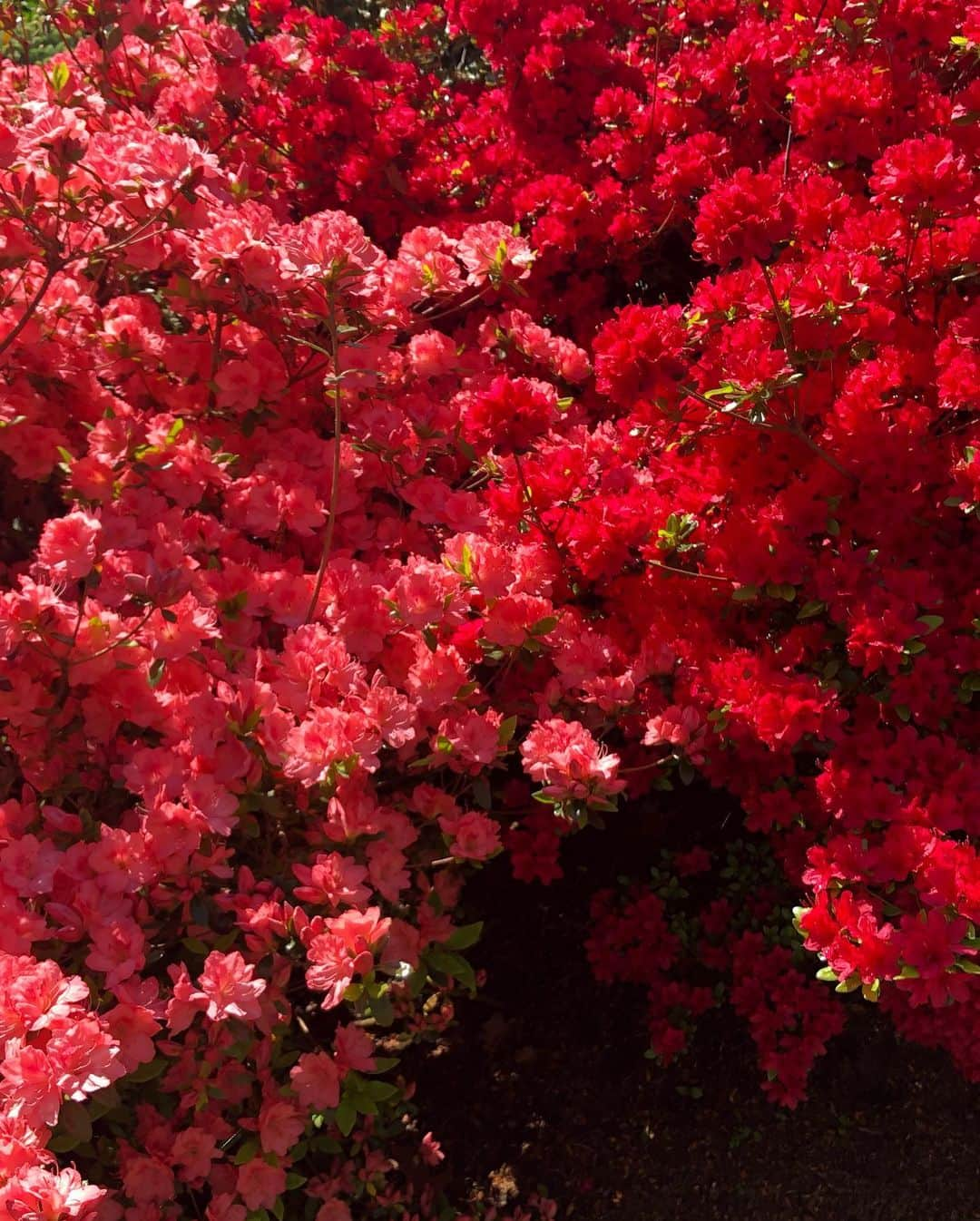 アリー・レイズマンさんのインスタグラム写真 - (アリー・レイズマンInstagram)「If you believe in magic you will find it 💕Taking a moment to thank nature for its beauty. My heart fills with love when I stop and appreciate the flowers ❤️Anyone else feel it? It’s magical 🤗」5月27日 6時11分 - alyraisman