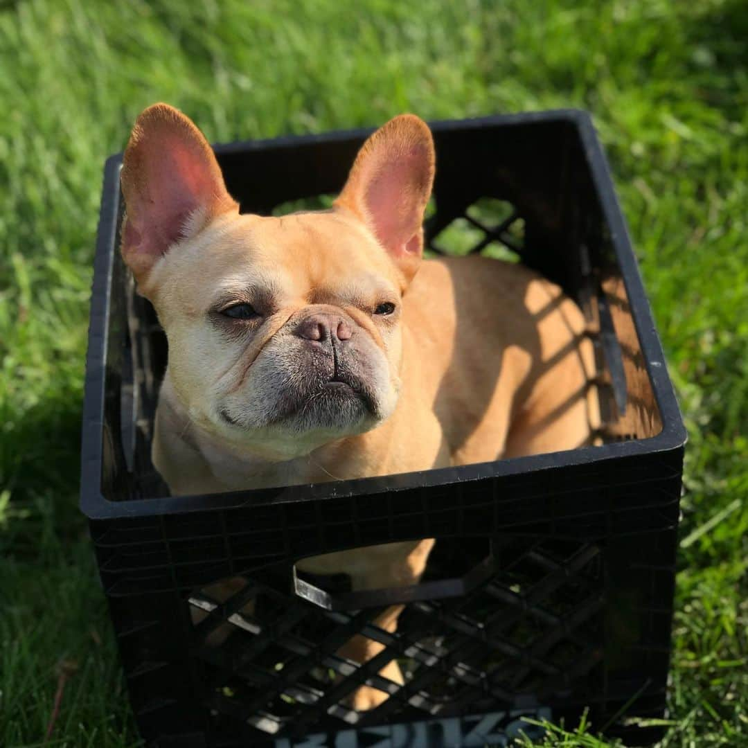 Hamlinのインスタグラム：「Crate life. Just add a human to carry me out and about. .......... #homesweethome #ififitsisits」