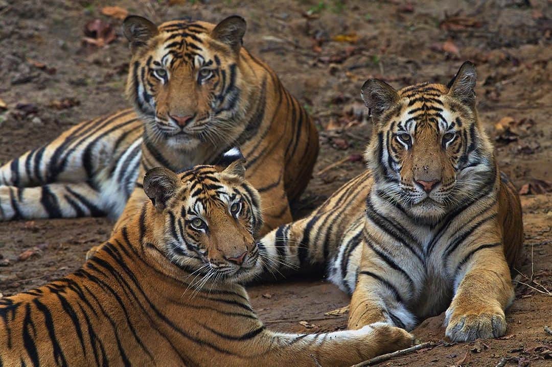 National Geographic Creativeさんのインスタグラム写真 - (National Geographic CreativeInstagram)「Photo by @stevewinterphoto | A trio of tigers rest together at a tiger reservation in India. #Tigers #WildlifeConservation #India」5月27日 6時37分 - natgeointhefield