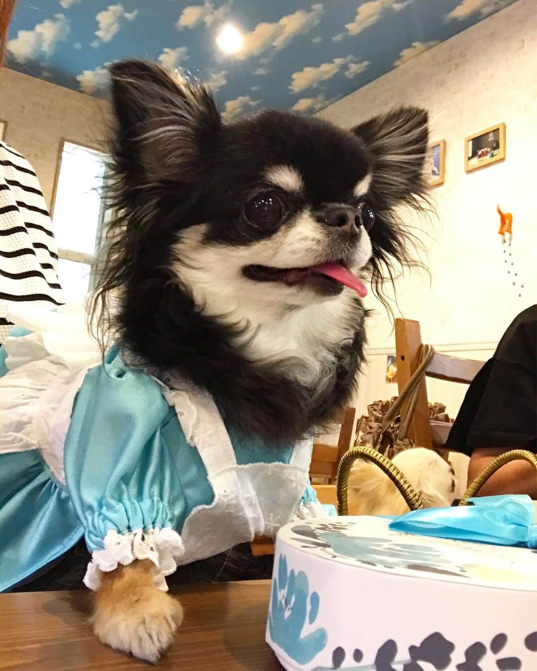 kayoのインスタグラム：「* * めろめろの笑顔の先には…🙄😁😋🎂✨✨ * * Melon💗 * * #chihuahua#chihuahualove#dogstgram#dog#instadog#チワワ#チワワ大好き * *」