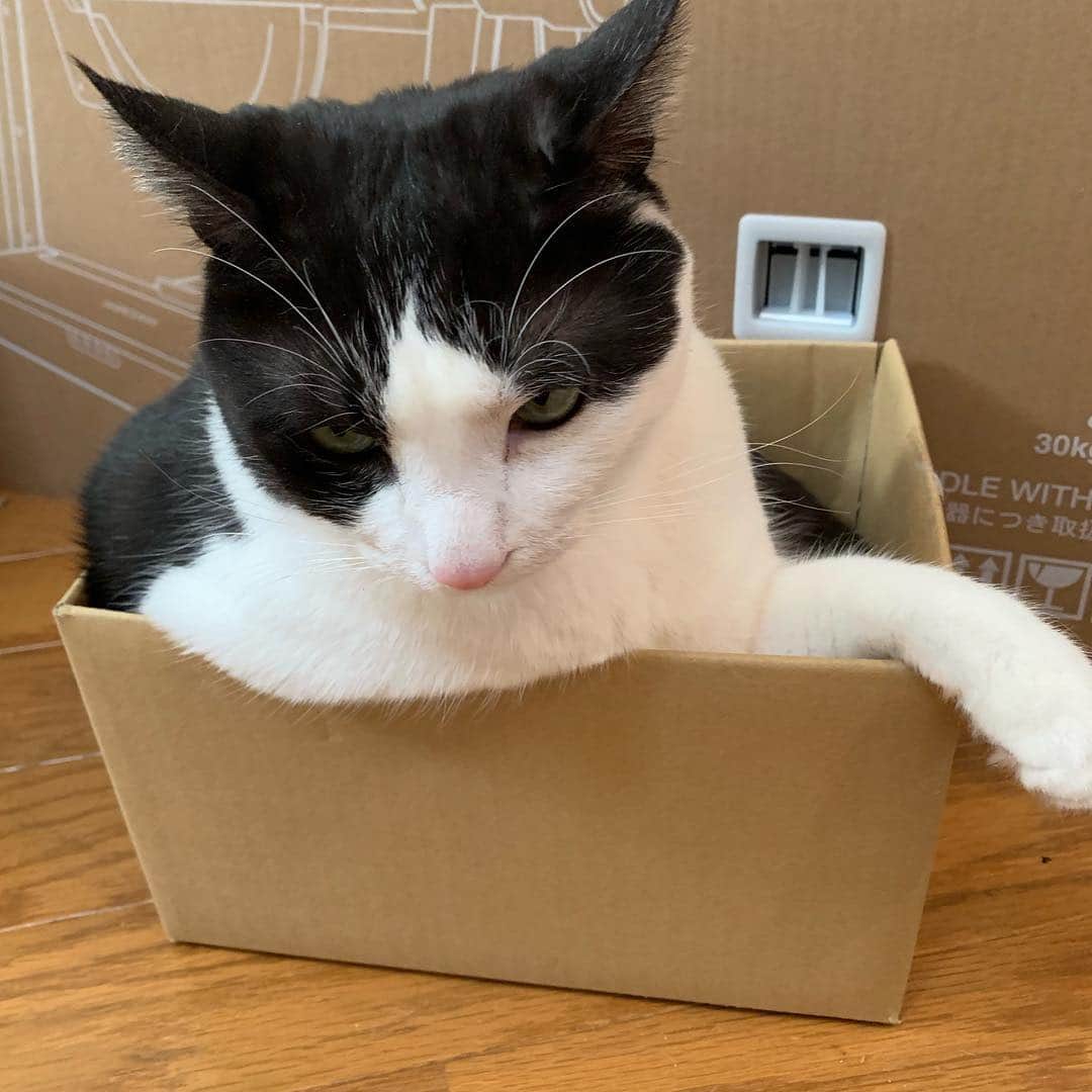 野間美由紀のインスタグラム：「今日も無理やり小さい箱に入る。😺」