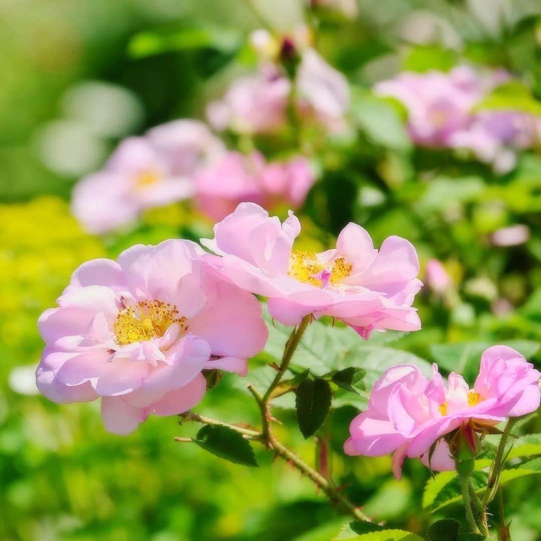 プンクマさんのインスタグラム写真 - (プンクマInstagram)「薔薇の森 #ドリプレローズガーデン #薔薇 #photo #ばら #ladscap」5月27日 7時06分 - pnkm913