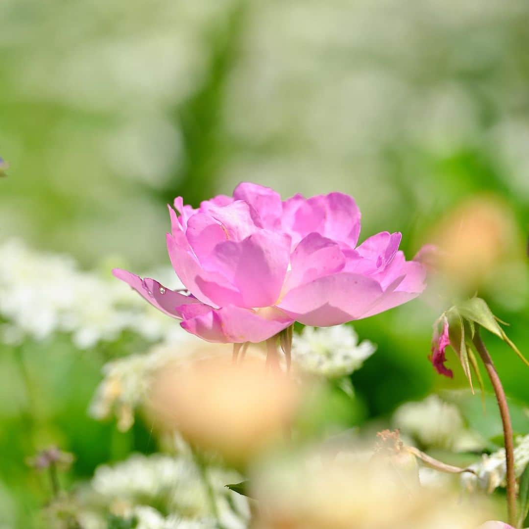 プンクマさんのインスタグラム写真 - (プンクマInstagram)「薔薇の森 #ドリプレローズガーデン #薔薇 #photo #ばら #ladscap」5月27日 7時06分 - pnkm913