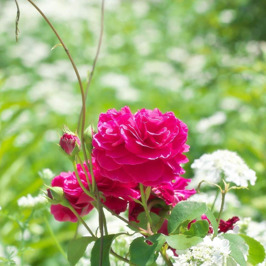 プンクマさんのインスタグラム写真 - (プンクマInstagram)「薔薇の森 #ドリプレローズガーデン #薔薇 #photo #ばら #ladscap」5月27日 7時06分 - pnkm913