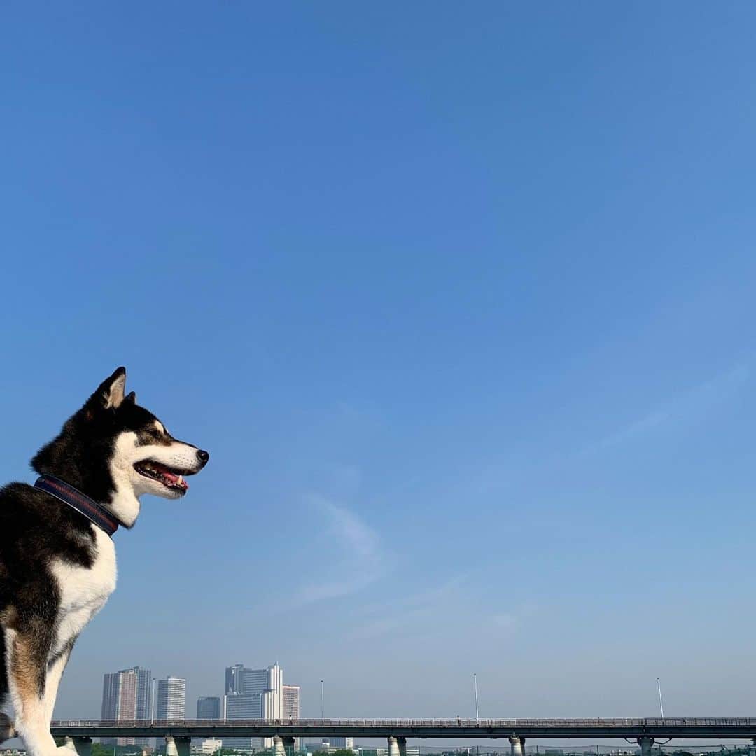 のインスタグラム：「既に暑いっ💦 #毛皮族大ピンチ #朝んぽ #今日も真夏日予報 #kuroshiba #blackshiba #shibainu #shibastagram #instadog #dogstagram #柴犬 #黒柴 #黑柴 #日本犬 #和犬 #癒し犬 #いぬら部 #ふわもこ部 #柴犬部 #モフモフ生命体 #柴犬のいる暮らし #わんこのいる暮らし #わんこのいる生活 #わんこと一緒 #わんダフォ #わんだふるjapan」