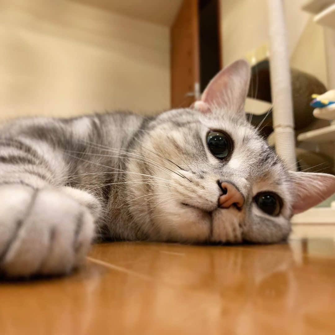 Alain アランさんのインスタグラム写真 - (Alain アランInstagram)「Good morning! Bonjour! Monday morning. In various parts of Japan, the temperature has been over 30 degrees Celsius for a few days. Please be aware of heat stroke. * おはようございますにゃん！ 月曜の朝の僕。 日本各地で気温が30度を超える日が2〜3日続いています。熱中症に注意しましょうね。 * #catstagram #cat_features  #topcatphoto #cutepetclub #catsofinstagram #ig_catclub #cats_of_world #meowsandwoofs #meowvswoof#nc_cuties #excellent_cats #catstocker  #bestmeow #magnificenteowdels#bestcats_oftheworld#INSTACAT_MEOWS #peco #animalsco#mofmo#igersjp#みんねこ#ふわもこ部#アメショー#ビューティープロコンテスト @beautypro_contest #lovelycatonline#映画ペット2キャンペーン#映画ペット2#ねこにすと9有楽町」5月27日 7時33分 - alain_cat