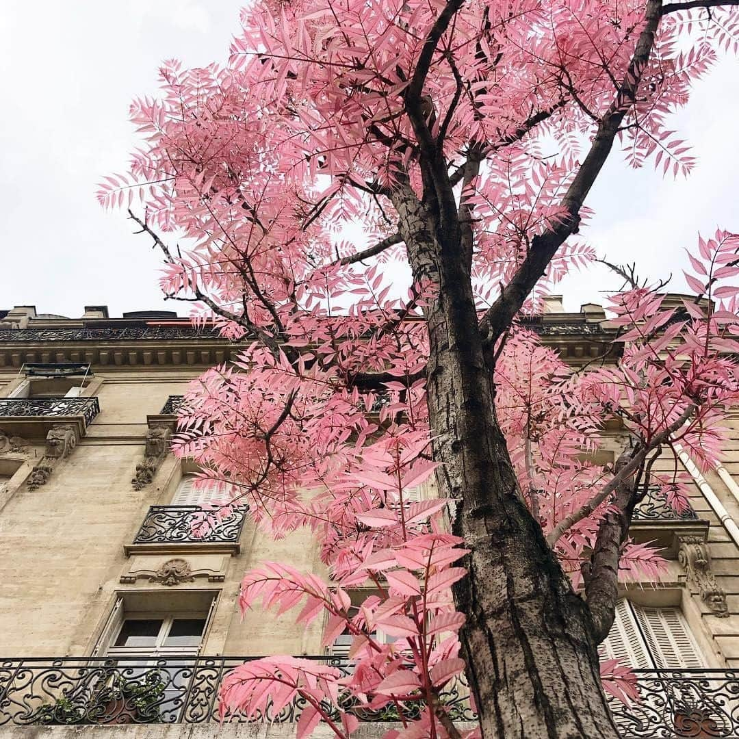 フランス大使館さんのインスタグラム写真 - (フランス大使館Instagram)「【📷 #日本人が見たフランス 】「#桜 は散ってしまいましたが桜色の葉をつけたこんな木を #パリ の所々で見かけます」という写真を送ってくださった @yuki_kani さん。春椿（チャンチン、acajou de Chine）という木に似ているようですが、どうでしょう🌿？ 📷La France vue par les Japonais : « La floraison des #sakura est bien terminée au Japon, mais on sent tout de même encore le printemps à travers les feuilles de cet arbre aux couleurs des cerisiers » 🌸 Merci à @yuki_kani pour ce partage ! Serait-ce un acajou de Chine🌿?」5月27日 8時00分 - ambafrancejp