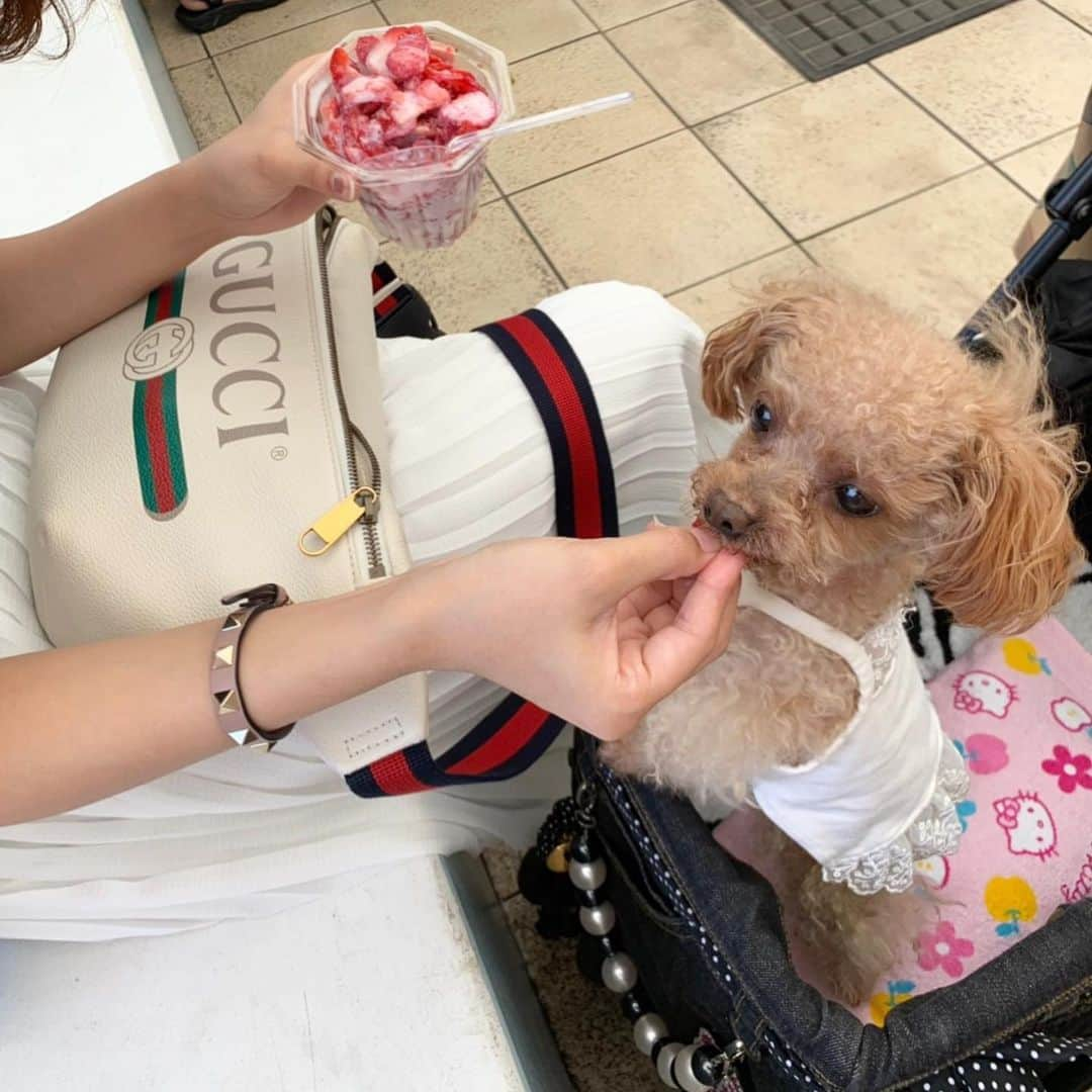 青木茉耶さんのインスタグラム写真 - (青木茉耶Instagram)「🐩❤️🐩❤️🐩 . . . #木更津アウトレット ♡ . . 暑すぎて#削りいちご 🍓 ティーちゃんもいちご大好物で 欲しそうにしてる姿が可愛いくてあげすぎた🤦🏻‍♀️ . . . #愛犬 #プードル #お出かけ #ペットとおでかけ #アウトレット #家族でお出かけ」5月27日 13時43分 - ma_ya_126