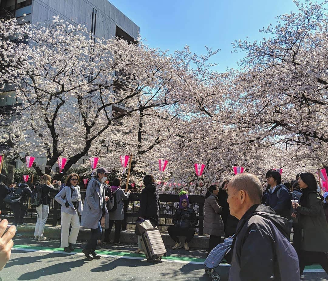 川原克己 さんのインスタグラム写真 - (川原克己 Instagram)「#花見」5月27日 13時46分 - tenjikunezumikawahara