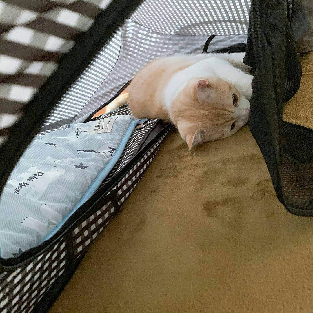 猫壱（ねこいち•ネコイチ）のインスタグラム