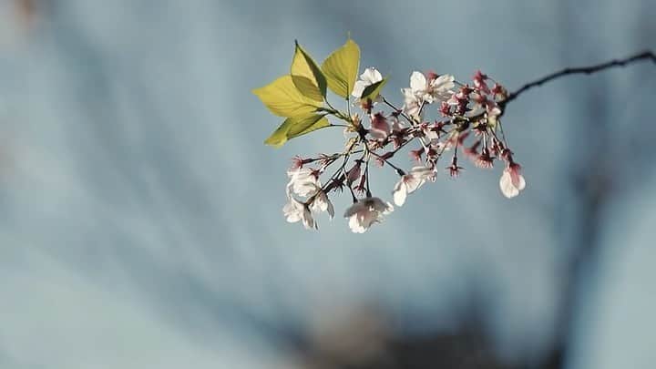 ラクラリエールのグルメインスタ