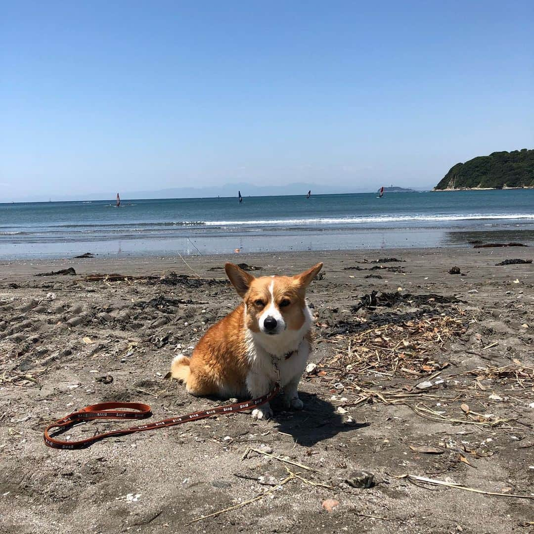 IMALUさんのインスタグラム写真 - (IMALUInstagram)「Before After #corgi」5月27日 9時02分 - imalu_0919