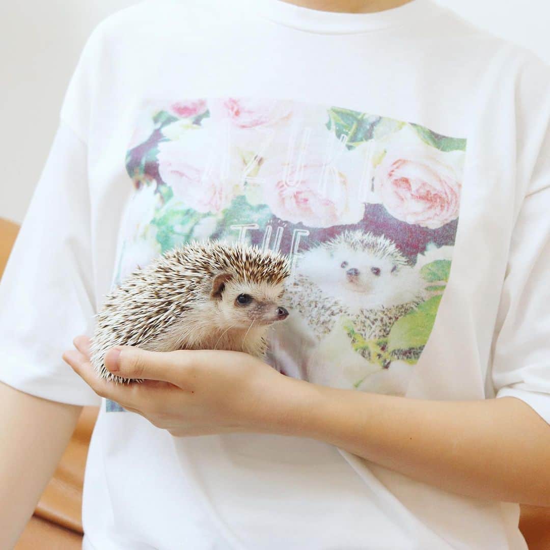 あずきさんのインスタグラム写真 - (あずきInstagram)「Azuki & Monaka’s T-shirt will be  released on May 27th! 👚👏✨ https://shimacolle.page.link/tw  ファッションセンターしまむらさんのしまコレアプリ限定で あずきともなかのTシャツが本日27日より販売されることになりました。  白いTシャツは『あずきとバラ』、黒いTシャツは『あずきともなか』の写真が使われています。 . どちらも今っぽい袖周りや首回りがゆったりした作りの着やすいフォルムです。 . モデルは164cmの娘にMサイズを着用してもらいました。（しまコレのサイトのモデルさんはプロの方です） . パンツにインしても可愛い感じ～💕 . . 気になる方は、しまコレアプリをダウンロードしてチェックしてみてくださいね！ ※「しまコレ」はアプリで注文、お店で受け取りできるファッションセンターしまむら公式アプリです。 . ーーーーーーーーーーーーー 発売日：2019.5月27日 価格：￥980（税込） 販路：ファッションセンターしまむら 「しまコレ」アプリ限定販売 https://shimacolle.page.link/tw ーーーーーーーーーーーーー  #しまパト #しまコレ #ファッションセンターしまむら #しまむら #Tシャツ #Tshirt #photoTshirt #フォトTシャツ #はりねずみ  #ハリネズミ  #hedgehog  #pygmyhedgehog  #lovelypet  #cuteanimals  #はりねずみのもなか  #はりねずみのあずき  #hedgie  #Hérisson  #igel#riccio  #Erizo  #고슴도치  #刺猬  #hedgehogazuki」5月27日 9時13分 - hedgehog_azuki
