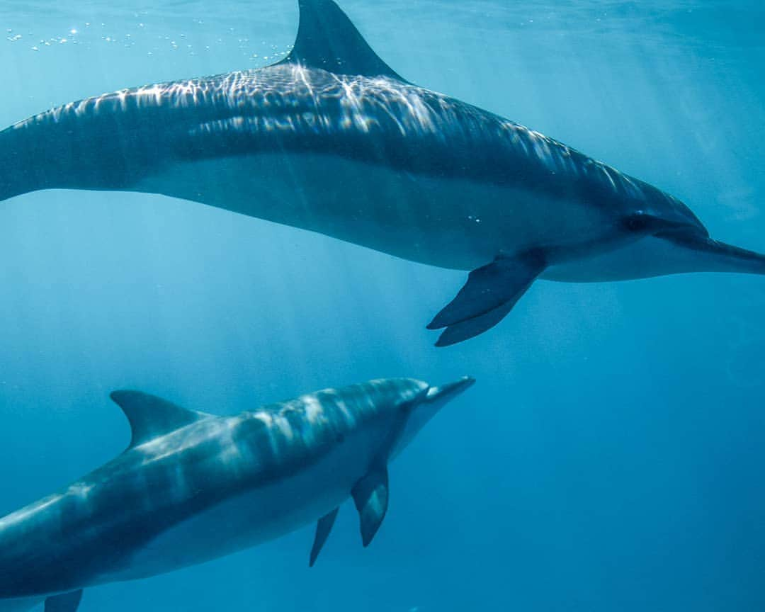 And Youさんのインスタグラム写真 - (And YouInstagram)「We all know you're about to hit a Sunday snooze, but before you do that, did you know that dolphins sleep with one eye open? . . . . . #dolphinfacts #dolphinlovers #oahutours #gohawaii #exploreoahu #hawaiistagram #hawaiiholiday #unrealhawaii #ocealife #sealife」5月27日 9時26分 - dolphinsandyou