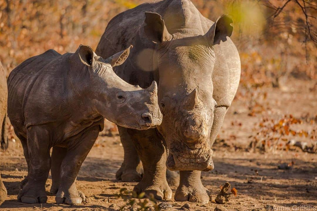 thephotosocietyさんのインスタグラム写真 - (thephotosocietyInstagram)「Photo by @anniegriffithsphotography. A white rhino and her offspring safe on a private preserve in Botswana. Last Monday, the @unitednations released the sobering Global Assessment Report on Biodiversity and Ecosystems predicting that, unless major changes are made in the way we use and relate to the natural world, 1 million animal and plant species could face extinction within our lifetime. Certainly the absence of creatures like these white rhino would be devastating and the loss of the rich biodiversity the world holds might cause the delicate ecosystem we rely on to collapse. What happens next is up to all of us.  @rippleeffectimages @photography.for.good #photographyforgood #nature #wildlife #photography #rhino #whiterhino #saverhinos #worthmorealive #cute #babyanimals #lumixambassador」5月27日 9時29分 - thephotosociety