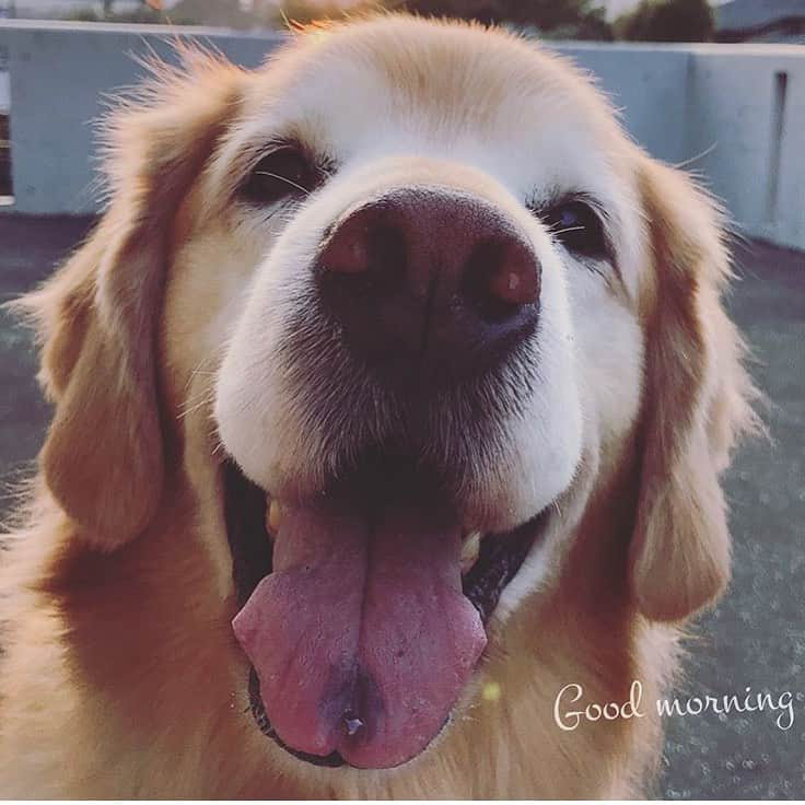 ikumiさんのインスタグラム写真 - (ikumiInstagram)「* * 5/27/2019🌤 . Don't forget to smile again this week‼︎ . 今週もよろしくね♩ まだやってます#ベティ祭り * * #goldenretriever#golden#retriever#犬バカ部#ふわもこ部#大型犬のいる暮らし#ぴーすっ子#Betty#ベティ#べーちん#お空組#2017年4月#想い出pic#2019年5月」5月27日 10時32分 - ikumi.betty_jupiter