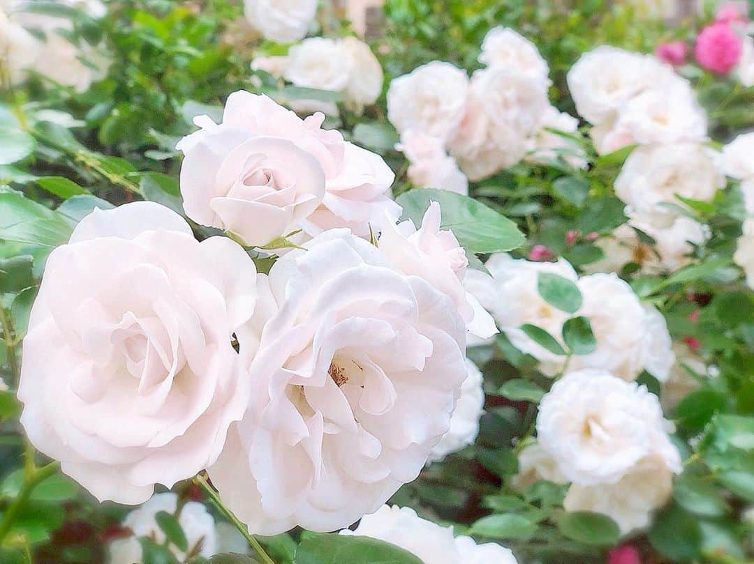 のインスタグラム：「ご報告 ﻿ ﻿ いつもお世話になっている皆様へ﻿ ﻿ ﻿ この度、私 咲嬉は 俳優で歌手の田代万里生さんと結婚をいたします。﻿ ﻿ ﻿ 初めて、自分よりも大切だと思える人に出逢うことができました。 ﻿ ﻿ ﻿ とても誠実で、責任感と思いやりがあり、﻿ 一緒にいると優しい気持ちになれる存在です。﻿ この感謝の気持ちは、とても言葉では表し尽くすことができません。﻿ ﻿ ﻿ これから共に支え合い、穏やかで笑顔溢れる温かい家庭を築いていきます。﻿ ﻿ ﻿ 今後とも皆様のご指導ご鞭撻を賜りますようよろしくお願い申し上げます。﻿ ﻿ ﻿ ﻿ 令和元年 5月﻿ 咲嬉﻿ ﻿ ﻿ #結婚 #marriage」