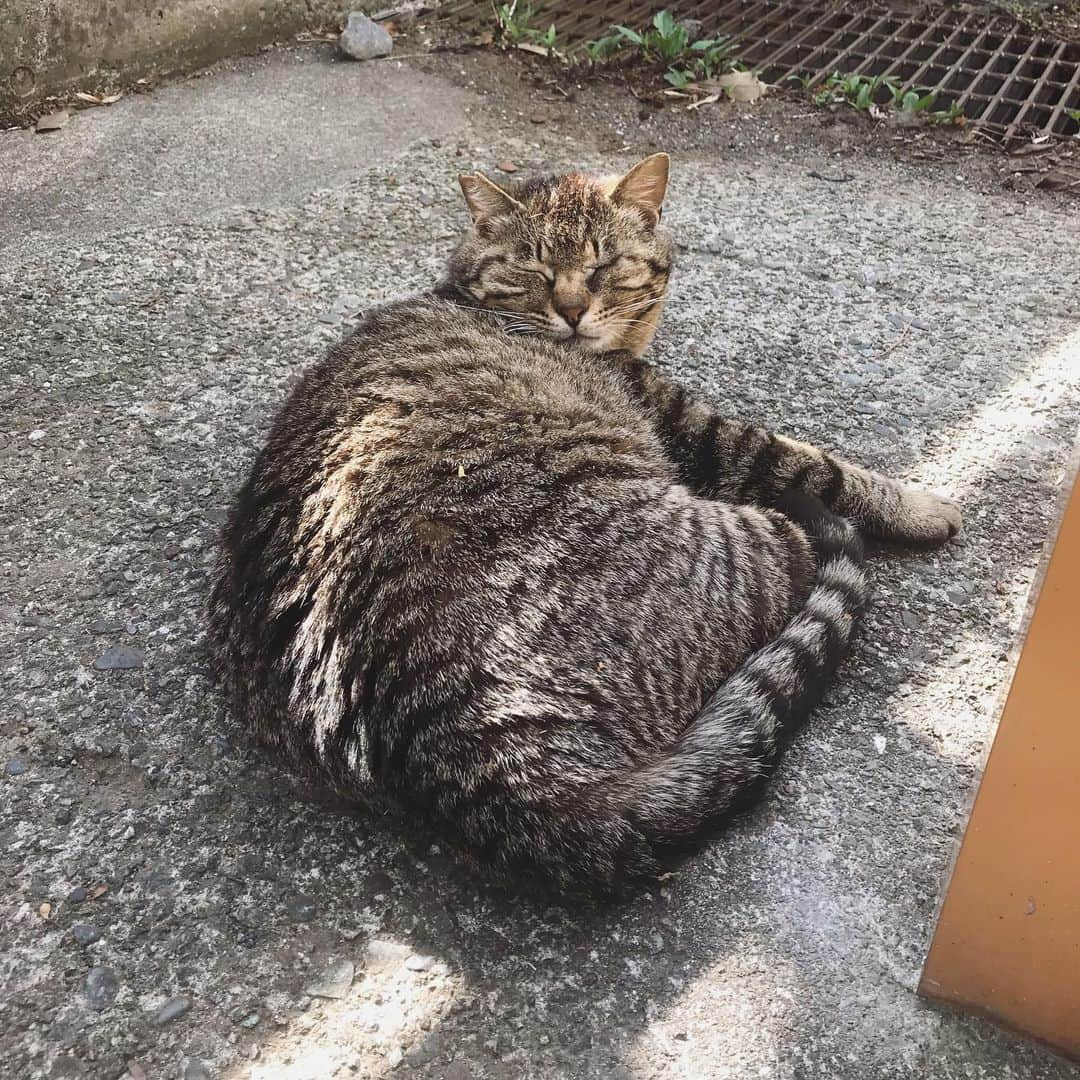 坂本美雨さんのインスタグラム写真 - (坂本美雨Instagram)「無防備に朝寝する箱根子。 妖怪の吸いにも動じず。 #ネコ吸い #箱根」5月27日 11時21分 - miu_sakamoto